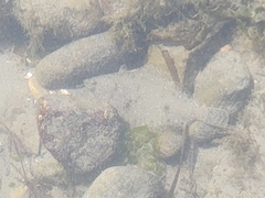 Lepidopsetta