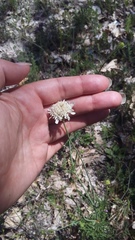 Scabiosa praemontana