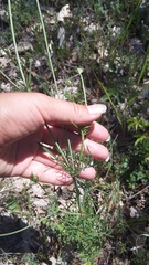 Scabiosa praemontana