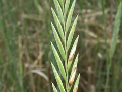 Thinopyrum pycnanthum