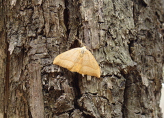 Watsonalla cultraria