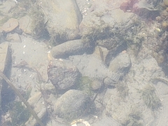 Lepidopsetta