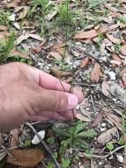 Hypochaeris chillensis