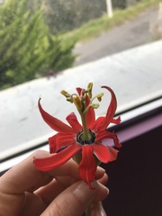 Passiflora manicata