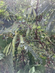 Paraserianthes