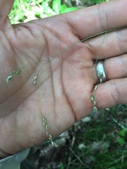 Poa saltuensis