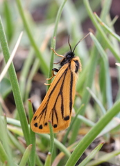 Setina aurita