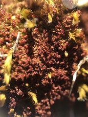 Lophoziopsis excisa