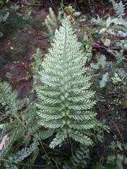 Asplenium preussii