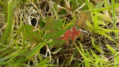 Puccinia taraxaci