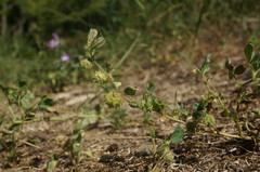 Medicago rigidula