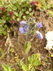 Veronica bellidioides