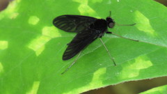 Chrysopilus velutinus