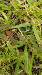 Puccinia taraxaci