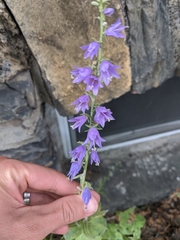 Campanula trachelium