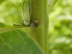 Sassacus papenhoei