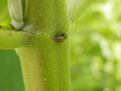 Sassacus papenhoei