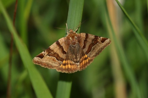 Rusvasis dobilinukas nuotrauka