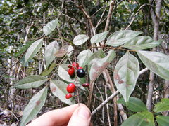 Picramnia antidesma