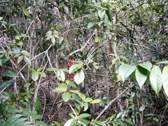 Picramnia antidesma