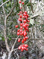 Picramnia antidesma