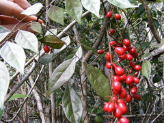 Picramnia antidesma