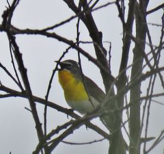 Icteria virens auricollis