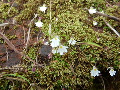 Image of Utricularia striatula