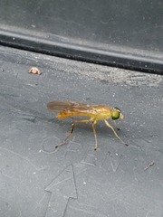 Ptecticus trivittatus