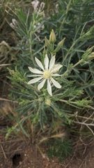 Mentzelia nuda