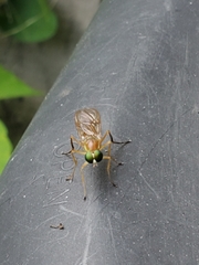 Ptecticus trivittatus