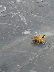 Ptecticus trivittatus