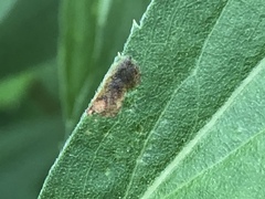 Nemorimyza posticata