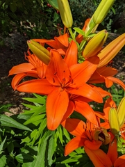 Lilium philadelphicum