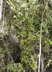 Pinochia floribunda