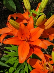 Lilium philadelphicum