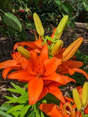 Lilium philadelphicum