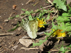 Parnassius clodius menetriesii