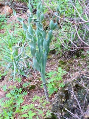 Gethyllis britteniana