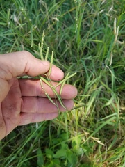 Paspalum denticulatum