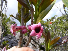 Schlegelia parasitica