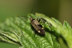 Closterotomus fulvomaculatus