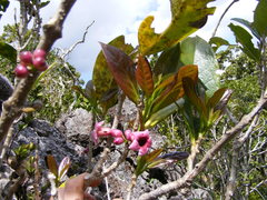 Schlegelia parasitica