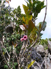 Schlegelia parasitica