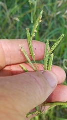 Paspalum denticulatum