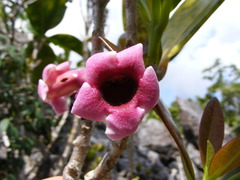 Schlegelia parasitica