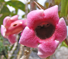 Schlegelia parasitica