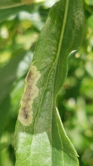 Calycomyza solidaginis