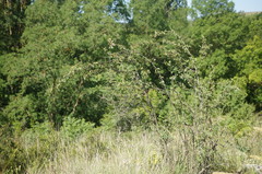 Cotoneaster tauricus