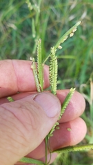 Paspalum denticulatum